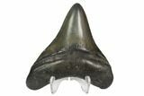 Fossil Megalodon Tooth - South Carolina #125343-2